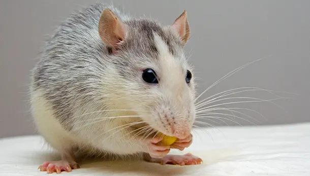 Rongeurs dans un logement à vendre ou louer : qui paie ? rat